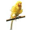 Avatar do Utilizador